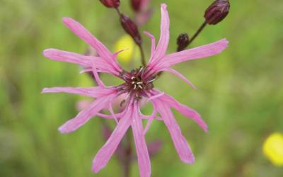 Lychnis flos-cuculi