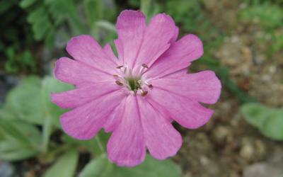 Lychnis flos-jovis