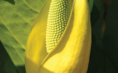 Lysichiton americanus