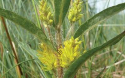 Lysimachia thyrsiflora