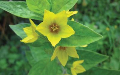 Lysimachia vulgaris