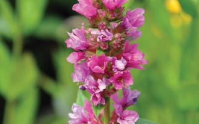 Lythrum salicaria