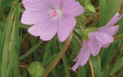 Malva moschata