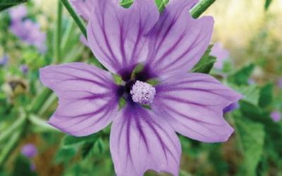 Malva sylvestris