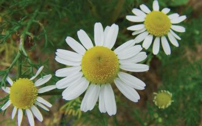 Matricaria recutita, Matricaria chamomilla