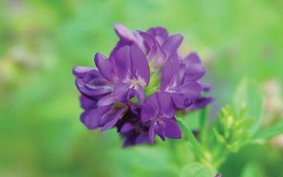 Matthiola longipetala ssp bicornis, Matthiola bicornis