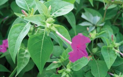 Mirabilis jalapa