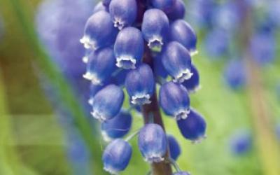 Muscari armeniacum
