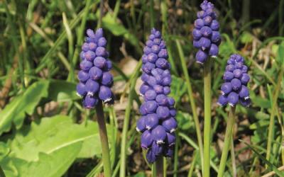 Muscari botryoides