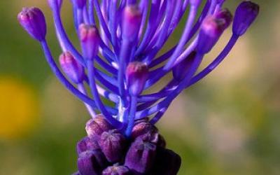 Muscari comosum