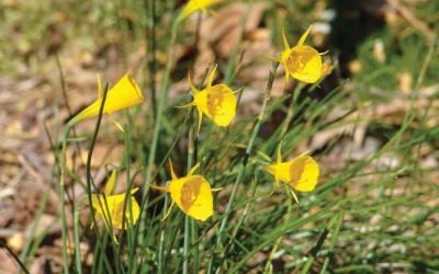 Narcissus bulbocodium