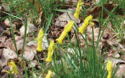 Narcissus cyclamineus