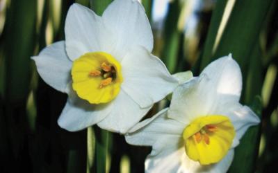 Narcissus tazetta