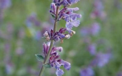 Nepeta x faassenii