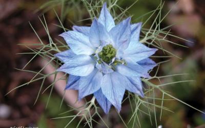 Nigella damascena