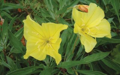 Oenothera macrocarpa