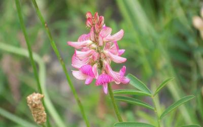 Onobrychis vicifolia