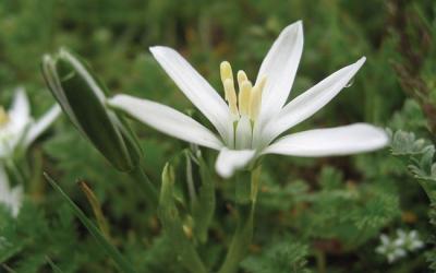 Ornithogalum umbellatum