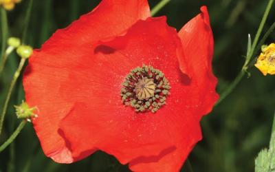 Papaver rhoeas