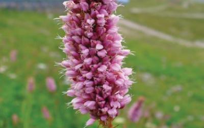 Persicaria bistorta