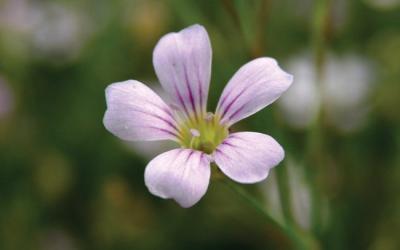 Petrorhagia saxifraga