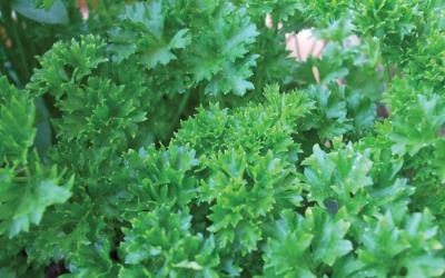 Petroselinum sativum