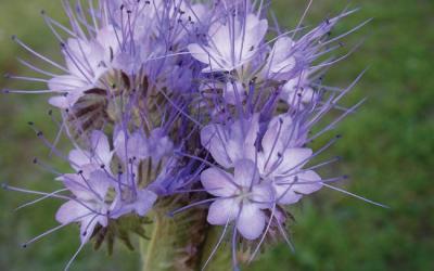 Phacelia tanacetifolia