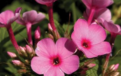 Phlox paniculata