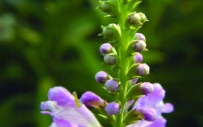 Physostegia virginiana