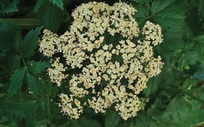 Pimpinella major