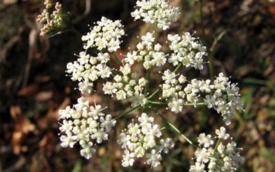 pimpinella saxifraga