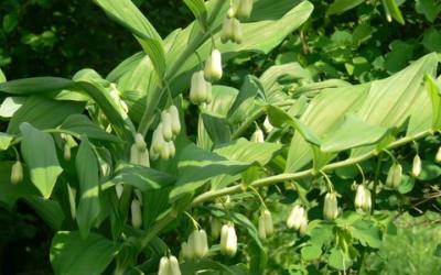 Polygonatum multiflorum