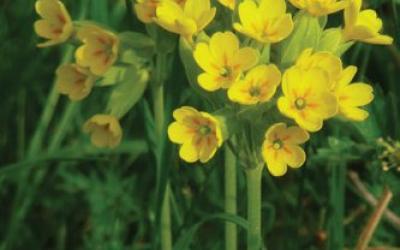 Primula veris, Primula officinalis