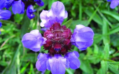 Prunella grandiflora