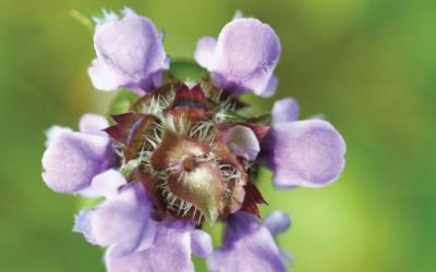 Prunella vulgaris