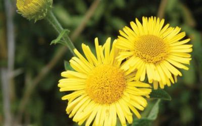 pulicaria dysenterica