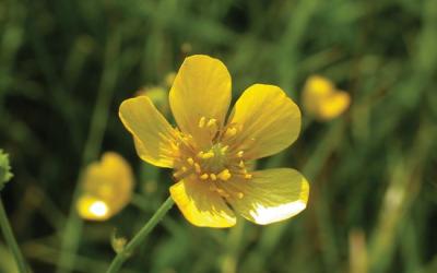 Ranunculus acris
