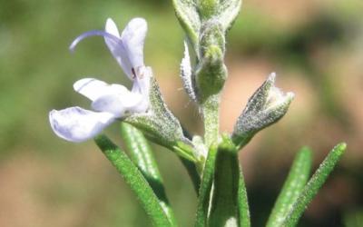 Rosmarinus officinalis