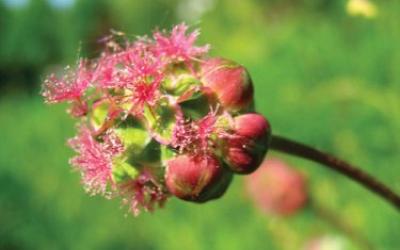 sanguisorba minor-