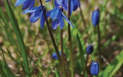 Scilla siberica