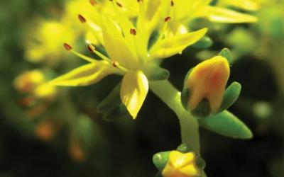 Sedum acre