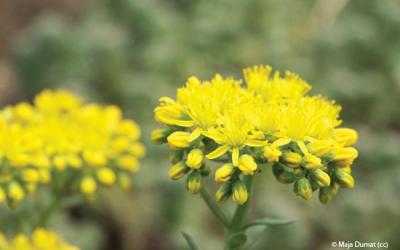 Sedum reflexum