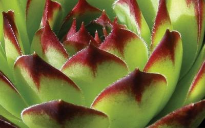 Sempervivum tectorum