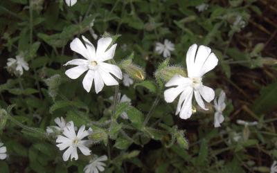 Silene noctiflora