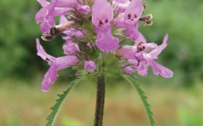 Stachys officinalis