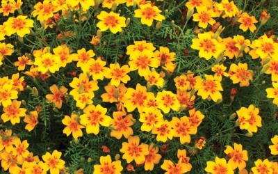 Tagetes tenuifolia