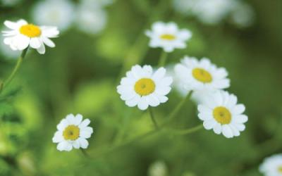 Tanacetum parthenium