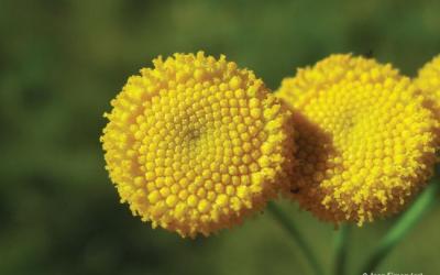 Tanacetum vulgare