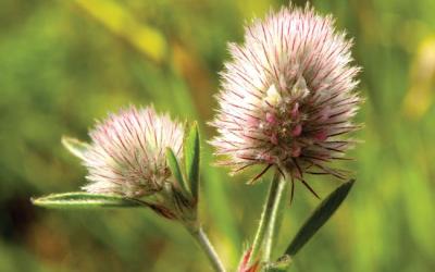 Trifolium arvense
