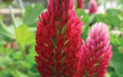 Trifolium incarnatum